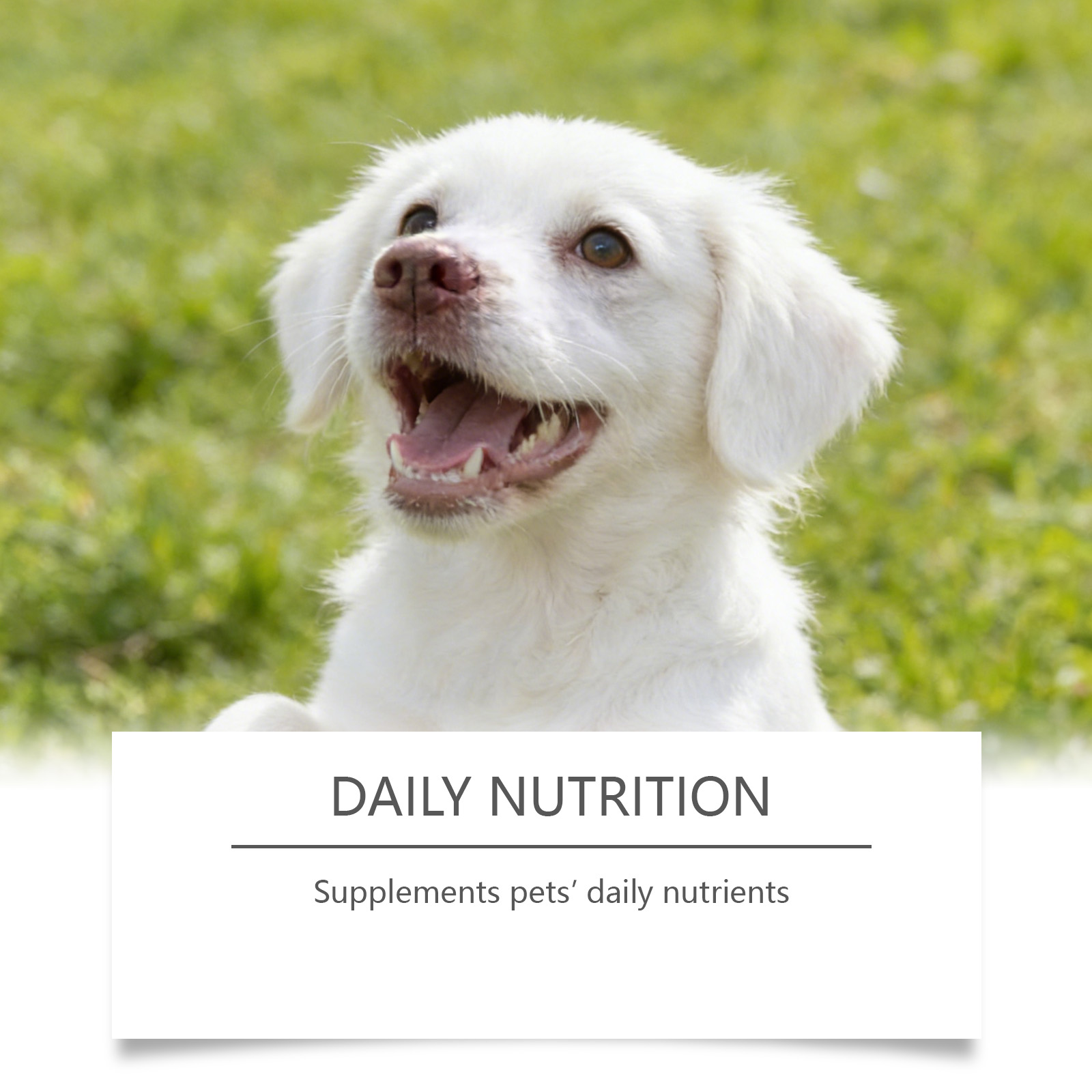 Dog Taurine Powder Easy-To-Mix - Wellness Health Nutrition 评论和价格